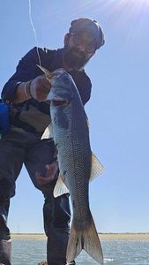 European Bass (Seabass)