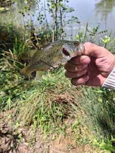 Largemouth Bass