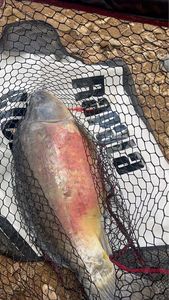 Leather Carp