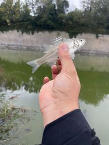 European Bass (Seabass)