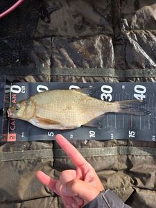 Common Bream