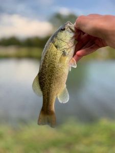 Largemouth Bass