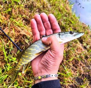 Chain Pickerel