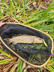 Brown Trout