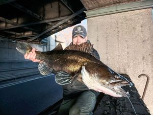 Zander