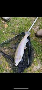 Rainbow Trout