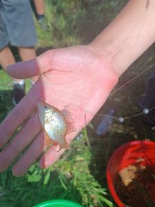 Green Sunfish