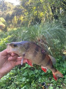 European Perch