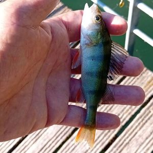 European Perch