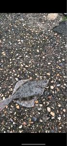European Flounder