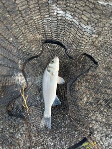European Bass (Seabass)
