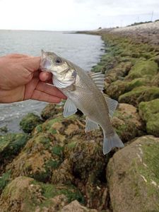 European Bass (Seabass)