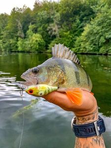 European Perch