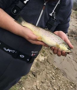 Brown Trout