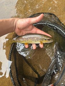 Brown Trout