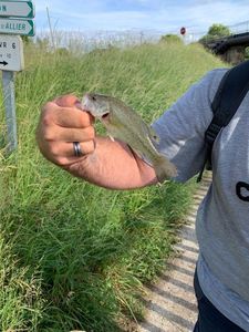 Smallmouth Bass