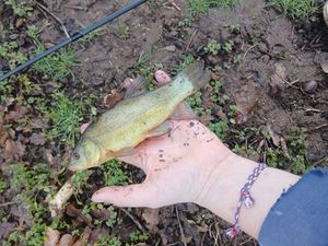 Tench