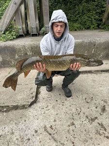 Northern Pike