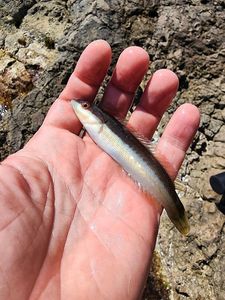Mediterranean Rainbow Wrasse