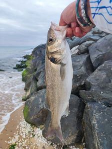 European Bass (Seabass)