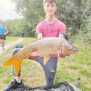 Common Carp