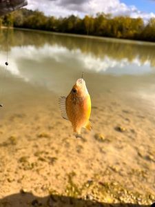 Green Sunfish