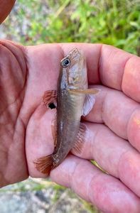 Round Goby