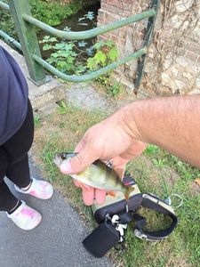 European Perch