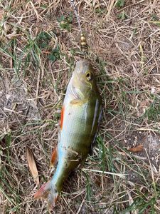 European Perch