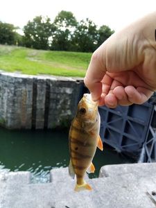 Yellow Perch