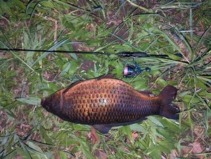 Common Carp