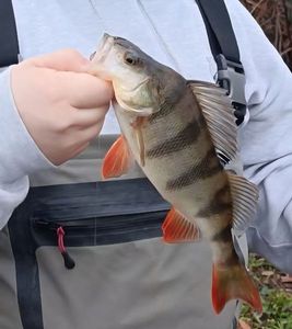 European Perch