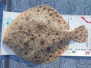 Turbot