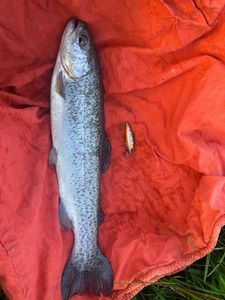 Rainbow Trout