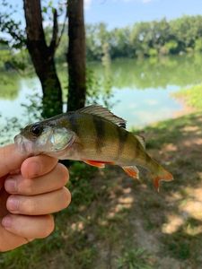 European Perch
