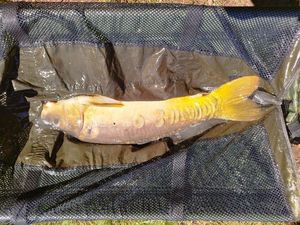 Mirror Carp