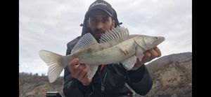 Zander