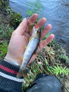 Brown Trout