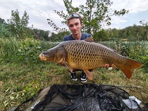 Common Carp