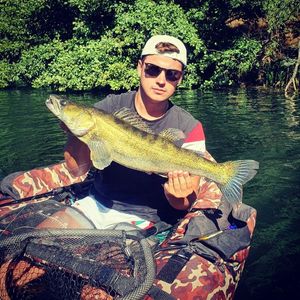 Zander