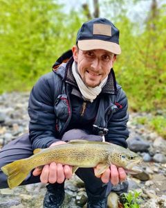 Brown Trout