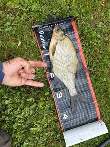 Common Bream