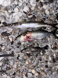 Bluefish