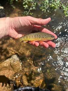 Brown Trout