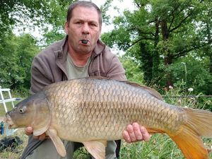 Common Carp