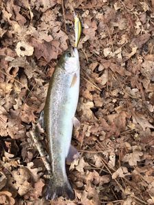 Rainbow Trout