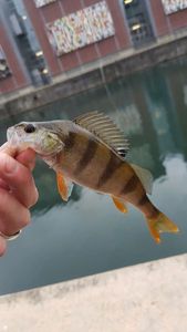 European Perch