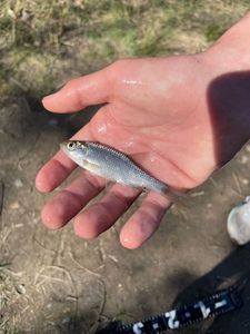 Roach