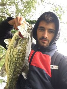 Largemouth Bass