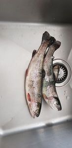 Rainbow Trout